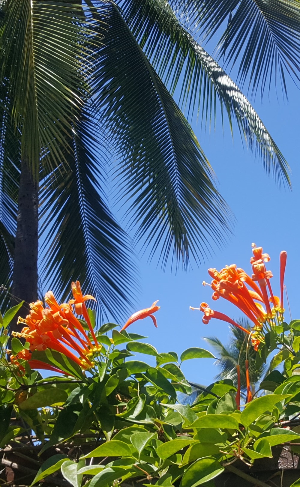 Trumpet Vine